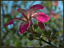 Chorisia speciosa.