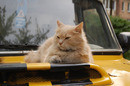 Cat the rider!