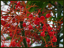 Brachychiton acerifolius