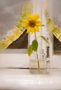 sunflower :-)