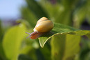 Schnecke