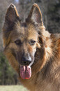 Umadog