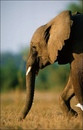   () Bubulcus i