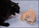 ",   !"