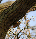 Sitta europaea ( )
