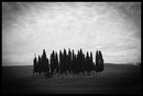 cypresses