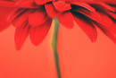 Red flower