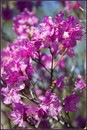 Rhododendron dauricum