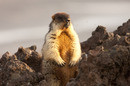 Black-capped Marmot