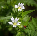 2White/Red