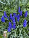 Grape hyacinth