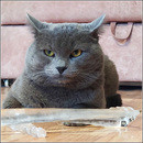 ������� � ���������...